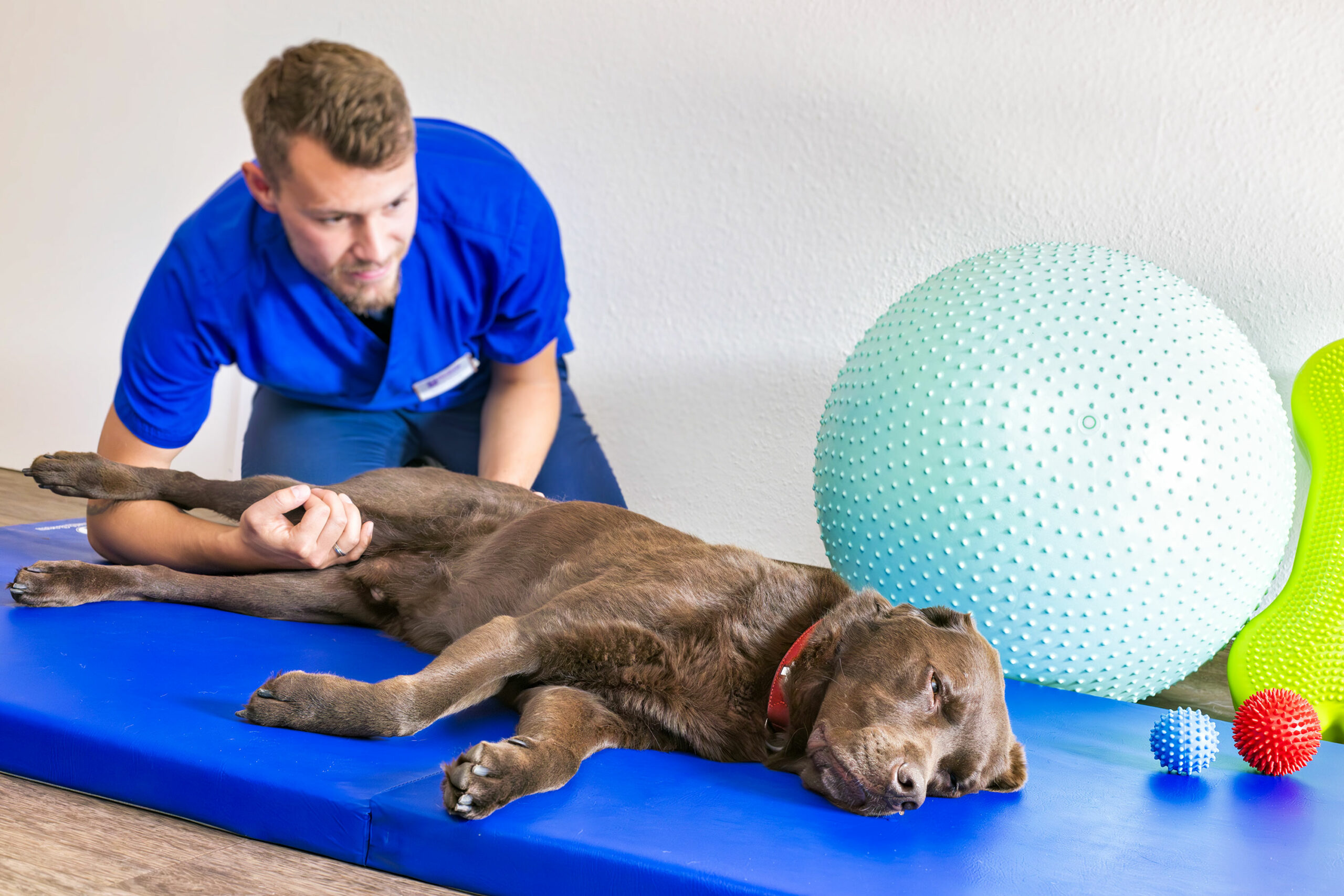 hund-physiotherapie-tierarzt-verden