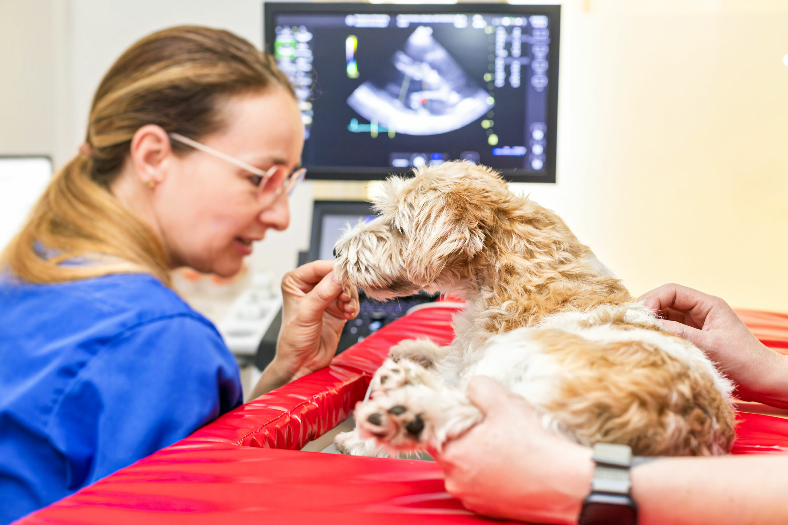 ultraschall-hund-tierarzt-verden